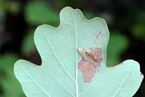 Destroying: Sawfly larvae on oak leaf