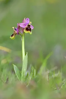 Sawfly: Sawfly Orchid