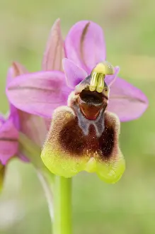 Sawfly: Sawfly Orchid