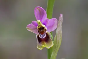 Sawfly: Sawfly Orchid