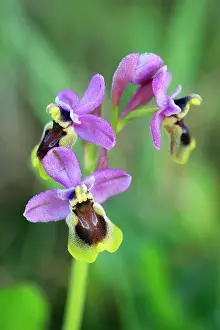 Sawfly: Sawfly Orchid - flowering plant