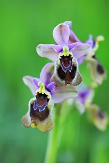 Sawfly: Sawfly Orchid - flowering plant