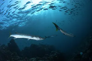Barracudas: Sawtooth barracuda (Sphyraena putnamae), Richelieu