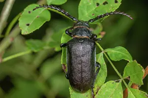 Sawyer: The sawyer (Prionus coriarius) placed on the leaves