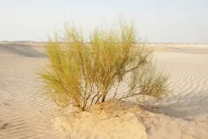 Saxaul: Saxaul Tree - in Dew Forest habitat