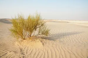 Saxaul: Saxaul Tree - in Dew Forest habitat