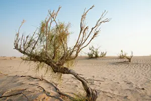 Saxaul: Saxaul Trees - in Dew Forest habitat