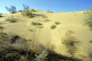 Mixture: Saxaul trees and a mixture of other trees and bushes