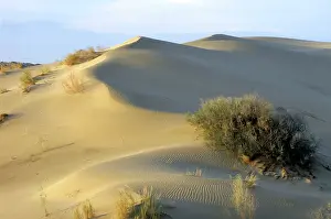 Karakum: Saxaul Trees - on wind-shaped sand dunes