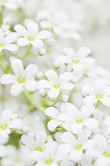 Saxifrage: Saxifraga Tumbling waters, Saxifrage, White, Evergreen, Pe