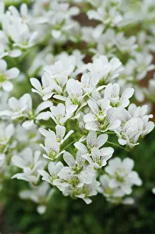 Alan: Saxifrage