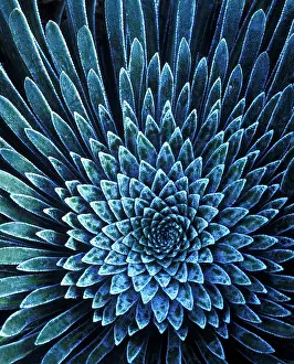 Saxifrage: Saxifrage