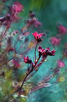 Saxifrage: Saxifrage