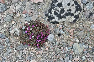 Saxifrage: Saxifrage