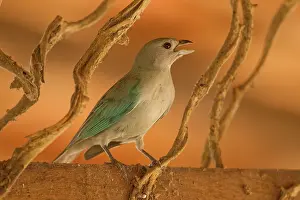 Thraupis: Sayaca Tanager