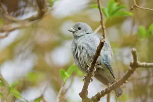 Thraupis: Sayaca Tanager