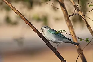 Thraupidae: Sayaca Tanager
