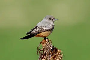 Phoebe: Say's Phoebe