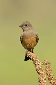 Phoebe: Say's Phoebe