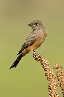 Phoebe: Say's Phoebe
