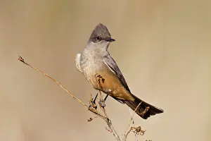 Phoebe: Say's Phoebe