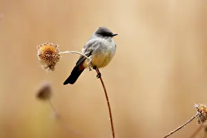 Phoebe: Say's Phoebe