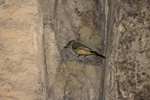 Phoebe: Say's Phoebe