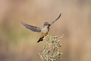 Phoebe: Say's Phoebe - in flight