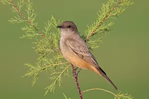 Phoebe: Say's Phoebe - January
