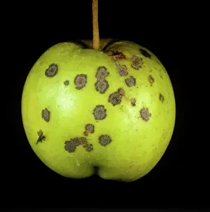 Scab: Scab Spots on Apple