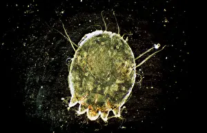 Mites: Scabies Mite