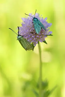 Forester: Scabiosa