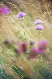 Scabiosa: Scabious