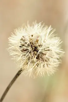 Unsophisticated: Scabious