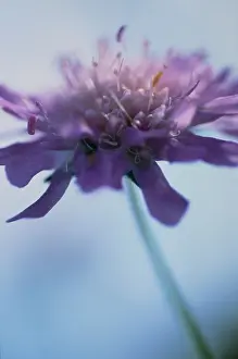 Knautia: Scabious