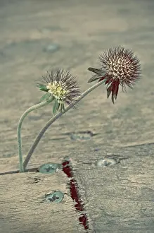 Reclaim: Scabious