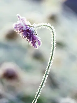 Knautia: Scabious