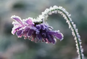 Knautia: Scabious