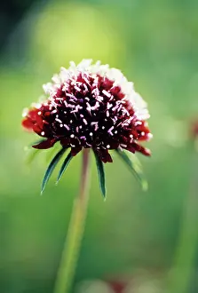 Atropurpurea: Scabious