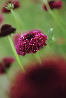 Atropurpurea: Scabious