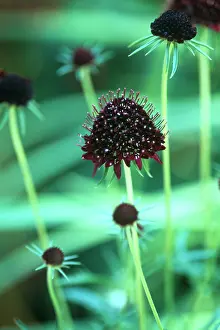 Atropurpurea: Scabious
