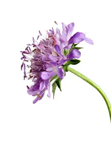 Atropurpurea: Scabious