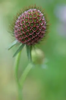 Scabiosa: Scabious