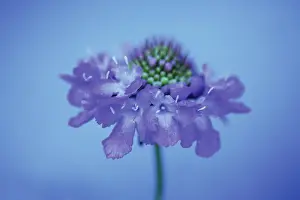 Scabiosa: Scabious