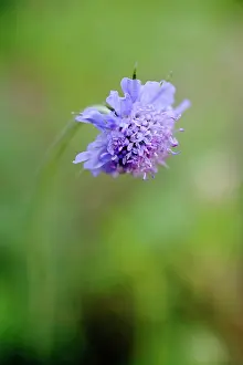 Scabious: Scabious