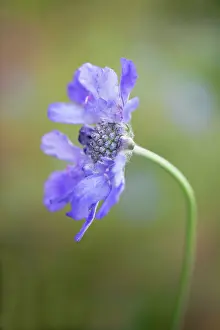 Scabious: Scabious