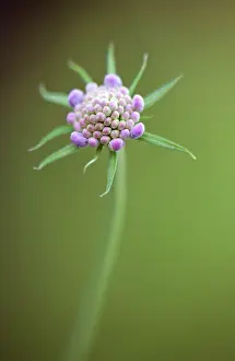 Scabious: Scabious
