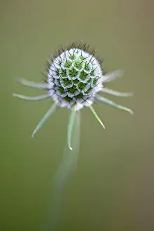 Scabious: Scabious