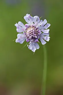 Scabious: Scabious