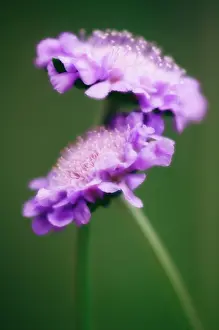 Adoring: Scabious